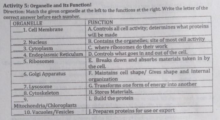 Organelles organelle function structure anatomy biology physiology