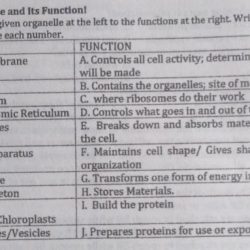 Organelle function match its solved steroid transcribed problem text been show has cell answers synthesis