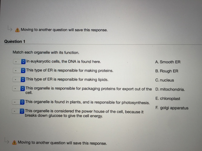 Match the organelle with its function.