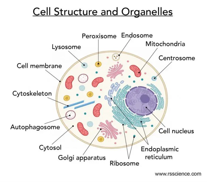 Match the organelle to its function