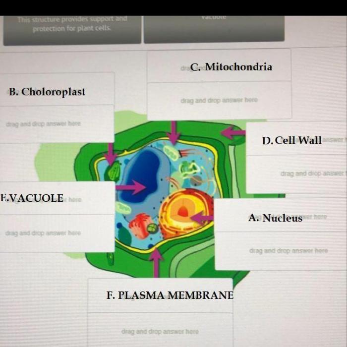 Cell organelles chart cellular fill biology studylib science