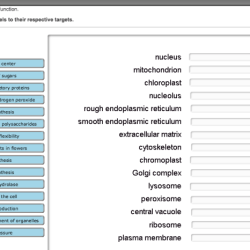 Organelle function match its solved steroid transcribed problem text been show has cell answers synthesis