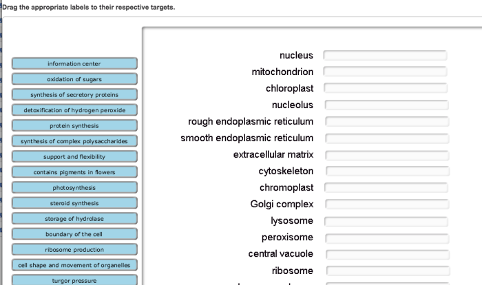 Organelle function match its solved steroid transcribed problem text been show has cell answers synthesis