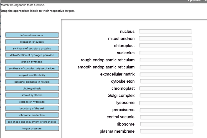 Match function organelle its drag terms left blanks appropriate right sentences complete solved organelles cell transcribed text show problem been