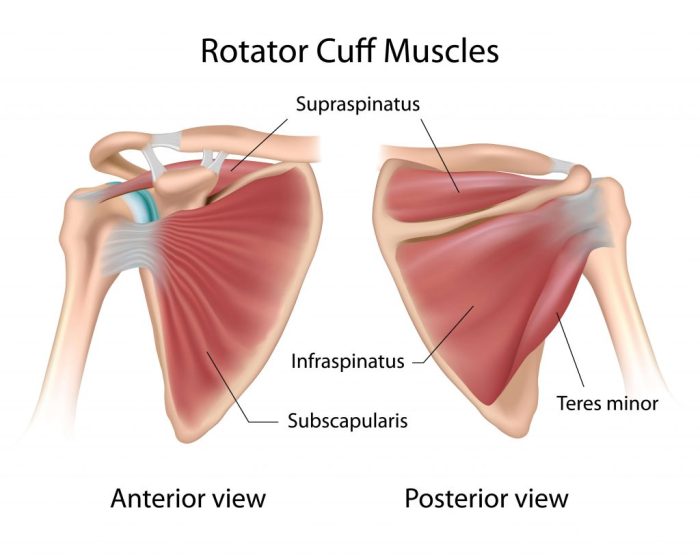 Rotator cuff injury physiotherapy ppt