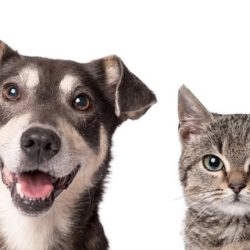 Similarities between dogs and cats essay