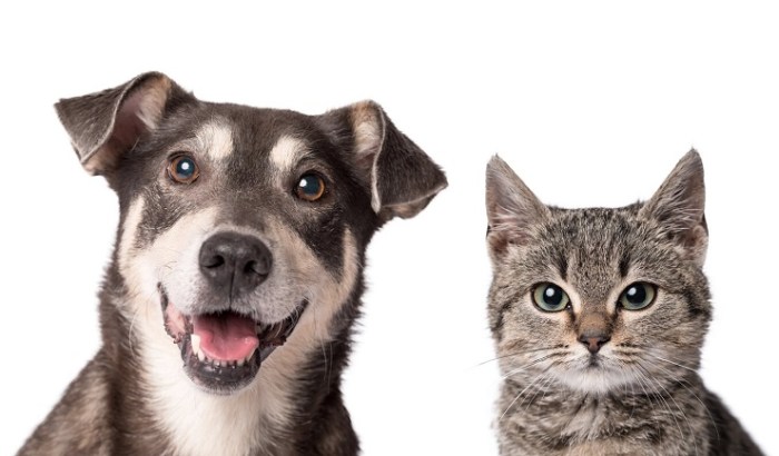 Similarities between dogs and cats essay