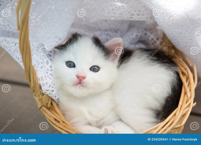 Kitten basket wool sleepy tabby