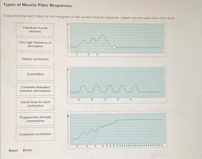 Classify the myograms based on frequency of stimulation