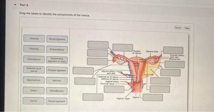 Drag the labels to identify the components of the uterus.