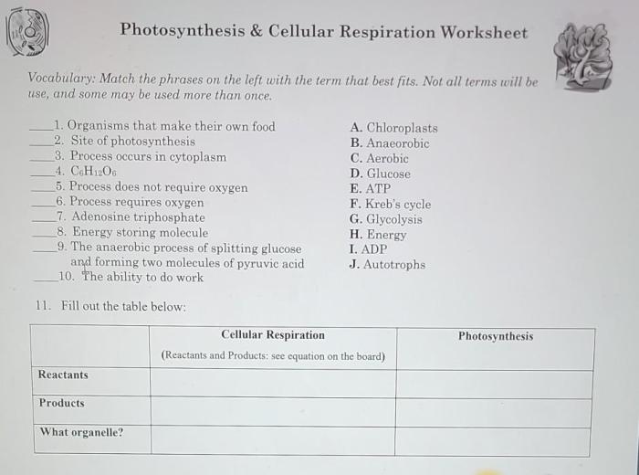 Practice photosynthesis and cellular respiration comparison answer key