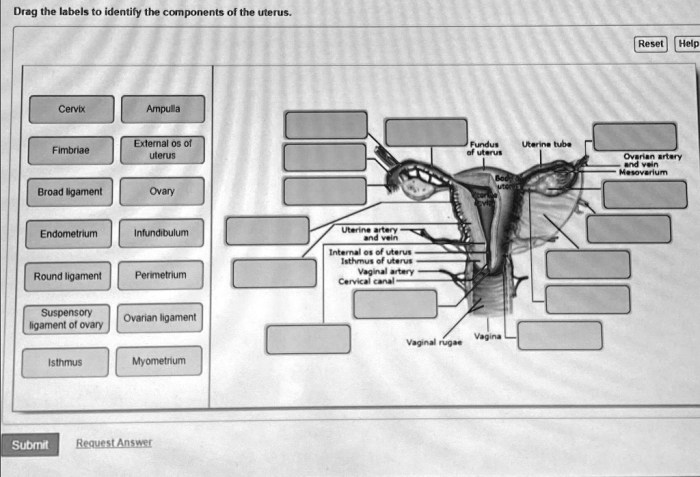 Drag the labels to identify the components of the uterus.