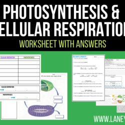 Practice photosynthesis and cellular respiration comparison answer key