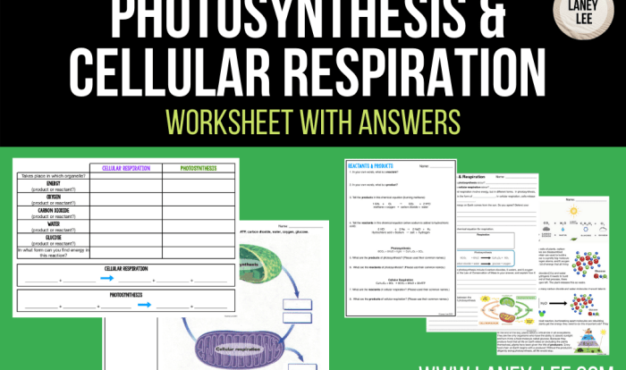 Practice photosynthesis and cellular respiration comparison answer key