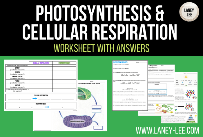 Practice photosynthesis and cellular respiration comparison answer key