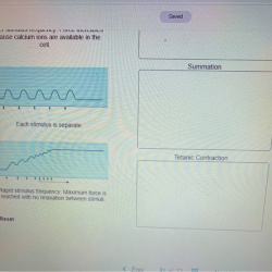 Responses muscle contraction tetanic